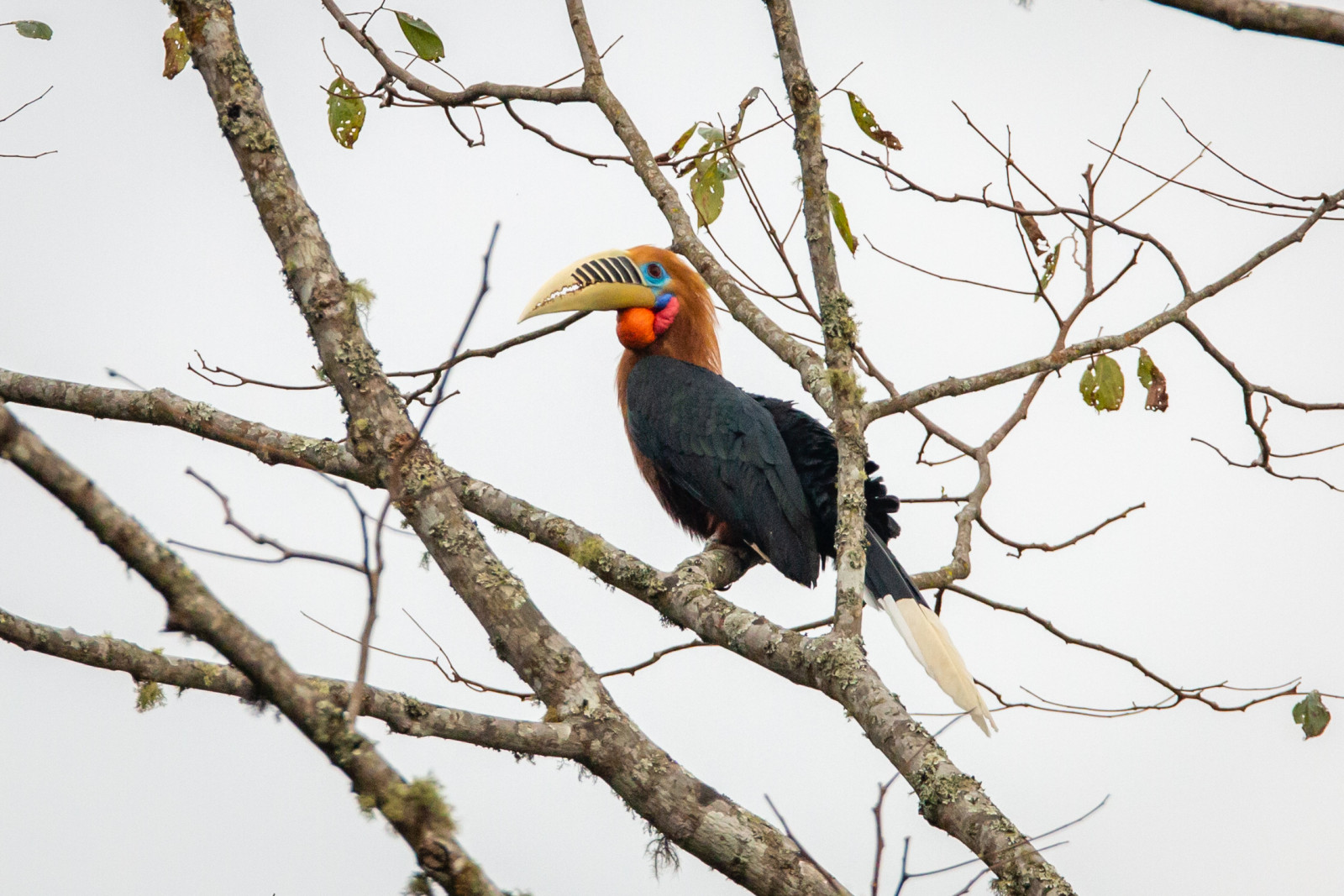 image Rufous-necked Hornbill